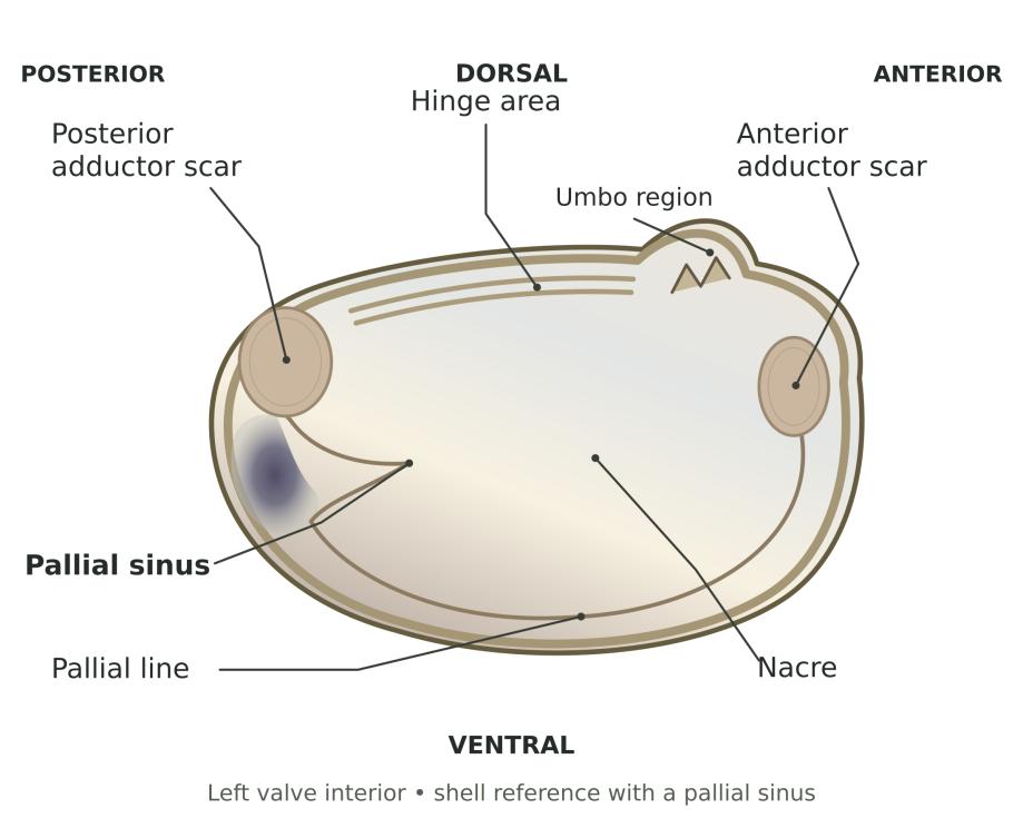 Guide diagram: inside the empty left valve, labeled.