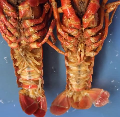 Ventral view of two crayfish abdomens. The specimen on the left has long overlapping swimmerets; the specimen on the right has shorter swimmerets.