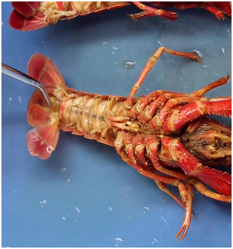 Ventral view of a crayfish abdomen on a blue background. A metal probe points near the tail fan formed by the uropods and telson.