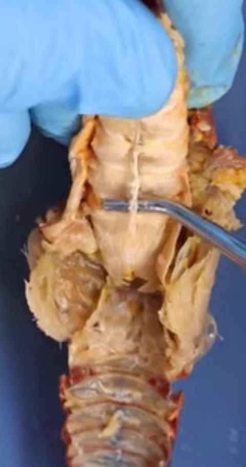 Opened crayfish abdomen held by a gloved hand. A probe points to a pale midline cord on the ventral surface; segmented abdominal muscle is visible toward the tail.