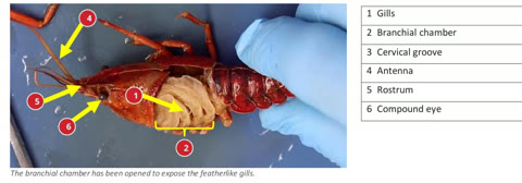 A crayfish with the carapace lifted and numbered labels for the gills, branchial chamber, and head structures.