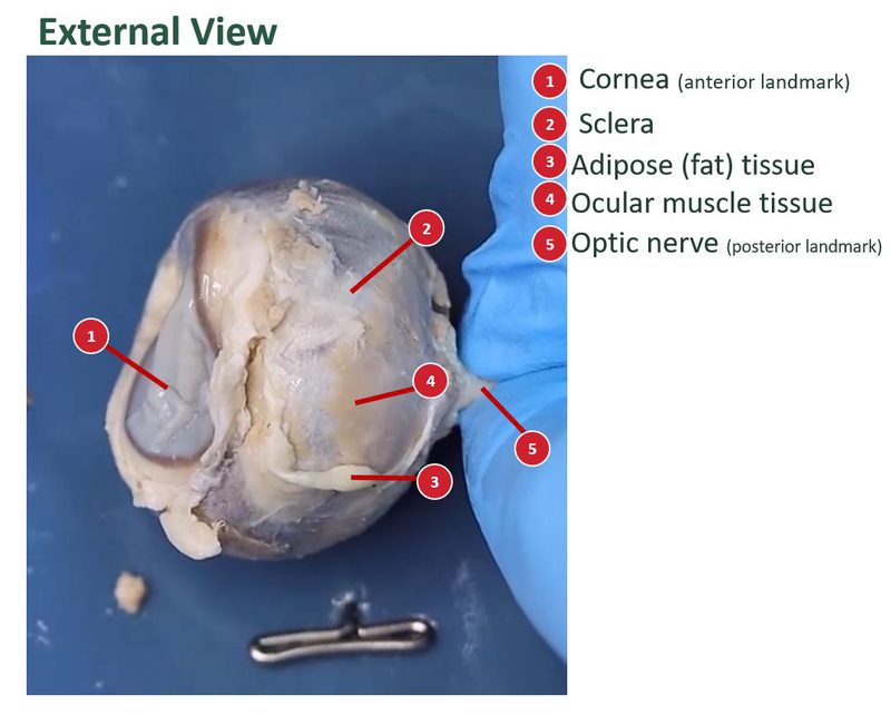 Labeled external view of a preserved sheep eye. A numbered key identifies the cornea, sclera, fat, ocular muscle, and optic nerve.