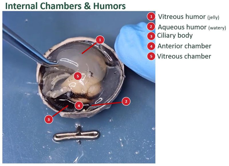 Labeled opened sheep eye showing the humors and chambers, with a numbered key.
