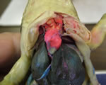 liver, heart and lungs