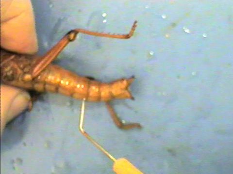 A grasshopper hind jumping leg extended beside the abdomen, with femur, tibia, and tarsus visible.