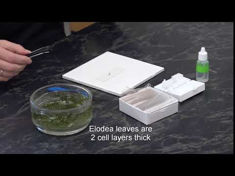 Elodea Wet Mount