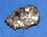 pellet with bones exposed