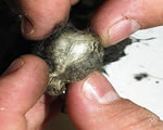 skull