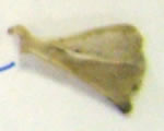 be able to identify these using the chart