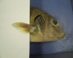 Pectoral Fins
