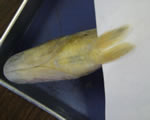 Pelvic Fins