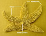 Aboral External Starfish