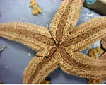 Ventral mouth and tubefeet-Starfish