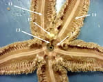 Dissected away showing Water Vascular System