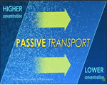 Active and Passive Transport