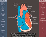 Circulatory System by the Amoeba Sisters