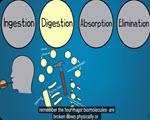 Digestive System by the Amoeba Sisters