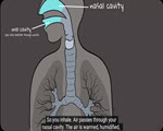 Respiratory System by the Amoeba Sisters