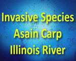 Invasive Asian carp