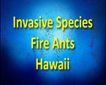 Invasive fire ants