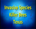Invasive killer bees