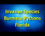 Invasive Burmese Pythons