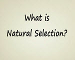 What is Natural Selection? by Stated Clearly