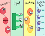 Biomolecules, older 2016 video by the Amoeba Sisters