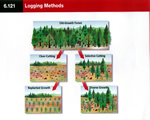 Chap 10 Ecosystems