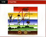 Chap 10 Ecosystems