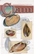 clam
