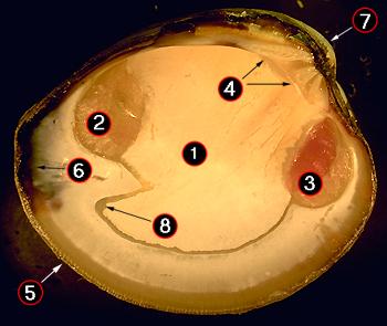 Inside of Left Shell (valve)
