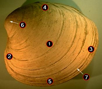 External Clam - Left Valve