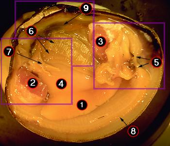 Internal Clam Anatomy