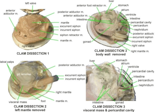 Detail Clam Anatomy