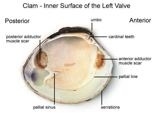 Inner Left Clam Valve