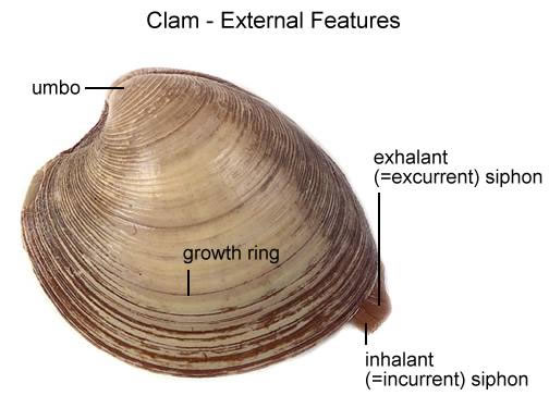 External Clam Features