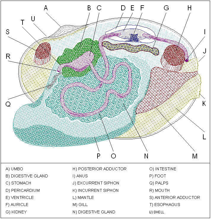 Internal Clam Drawing