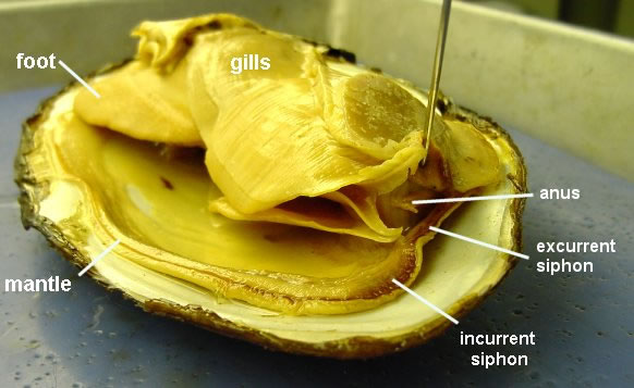 Internal Clam Photo - mantle removed