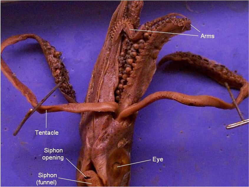 External ventral — arms and tentacles