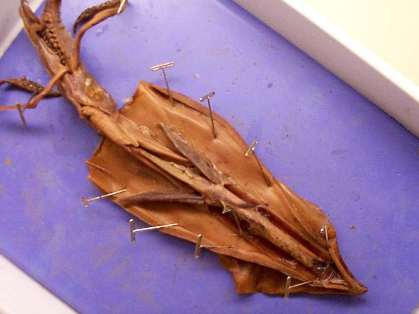 Internal squid