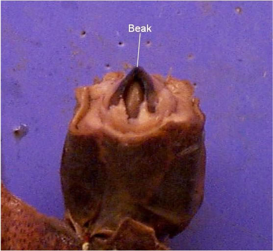 Internal squid — mouth and beak