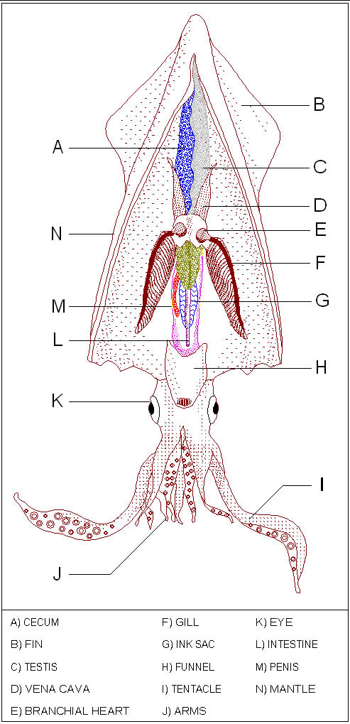 Internal drawing — squid