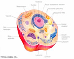 Cell Structure and Function