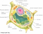Cell Structure and Function