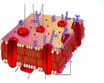 Cell Structure and Function