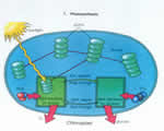 Cell Processes and Energy