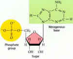 Cell Processes and Energy