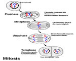Cell Processes and Energy
