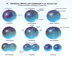 Cell Processes and Energy